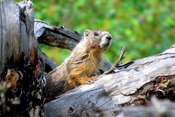 Photo of Marmota flaviventris by Val George